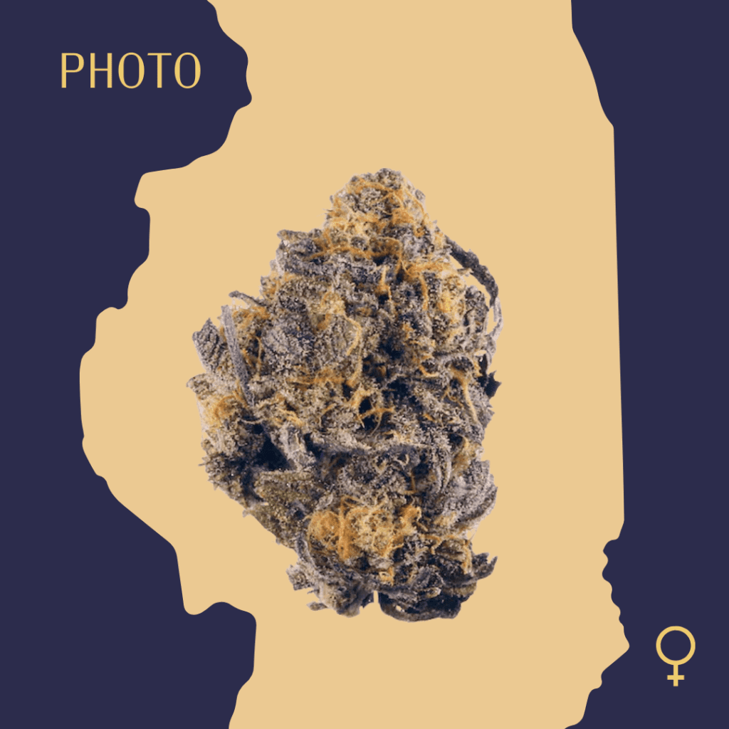 High Quality Feminized Indica Photoperiod Purple Kush Cannabis Seeds Close Up min