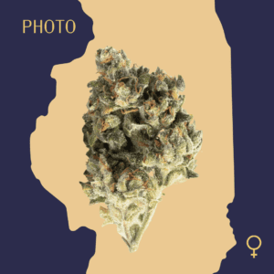 High Quality Feminized Indica Photoperiod Skywalker OG Cannabis Seeds Close Up min