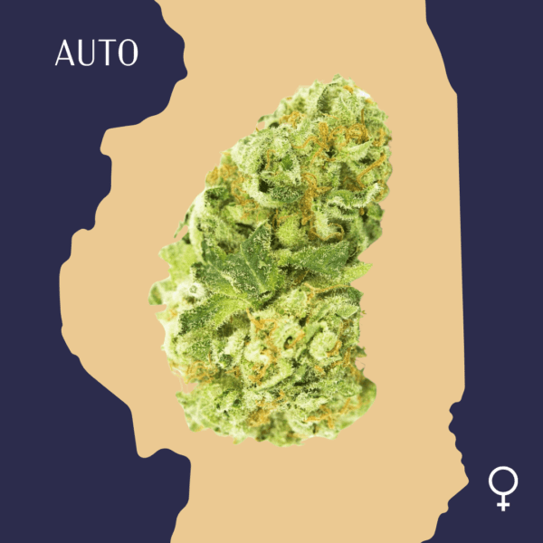 High Quality Feminized Sativa Autoflowering Amnesia Lemon Auto Cannabis Seeds Close Up min