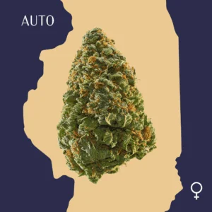 High Quality Feminized Sativa Autoflowering Green Crack Auto Cannabis Seeds Close Up min