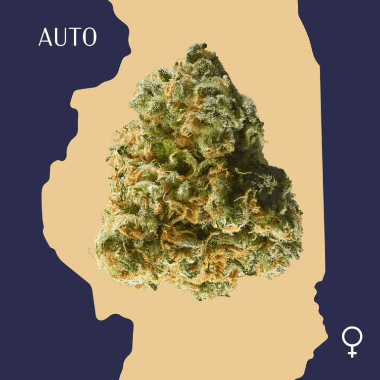 High Qualit Feminized Sativ Autoflowering-Hulkberry Auto-Cannabis Seeds Close Up min