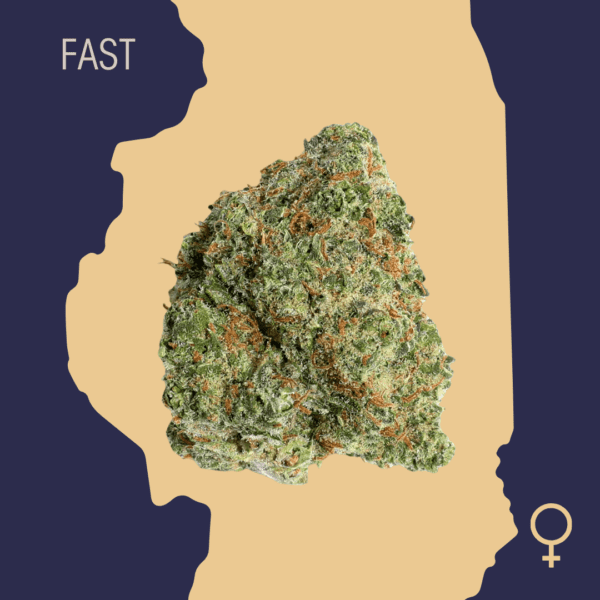 High Quality Feminized Sativa Fast flowering Chocolope Fast Version Cannabis Seeds Close Up min