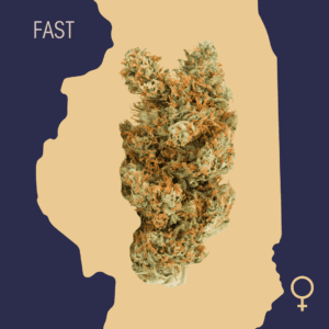 High Quality Feminized Sativa Fast flowering Durban Poison Fast Version Cannabis Seeds Close Up min