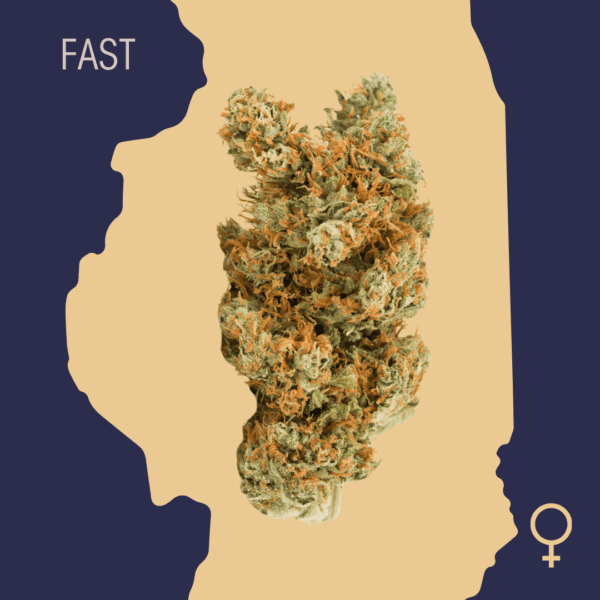 High Quality Feminized Sativa Fast flowering Durban Poison Fast Version Cannabis Seeds Close Up min