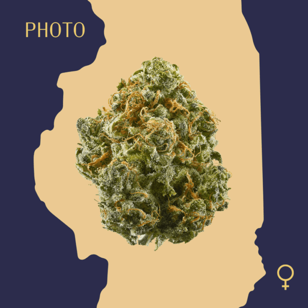 High Quality Feminized Sativa Photoperiod Alaskan Thunderfuck Cannabis Seeds Close Up min