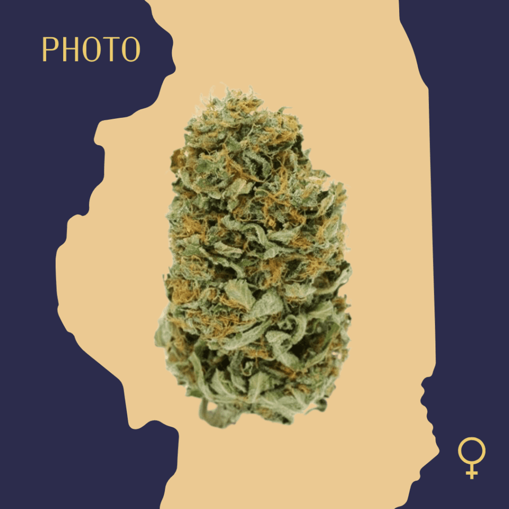 High Quality Feminized Sativa Photoperiod Amnesia Haze Cannabis Seeds Close Up min