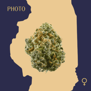 High Quality Feminized Sativa Photoperiod Blue Dream Cannabis Seeds Close Up min