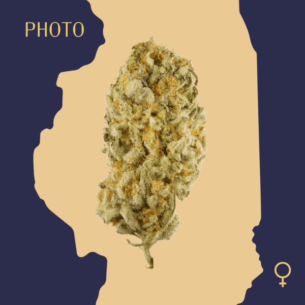 High Quality Feminized Sativa Photoperiod Jack Herer Cannabis Seeds Close Up min
