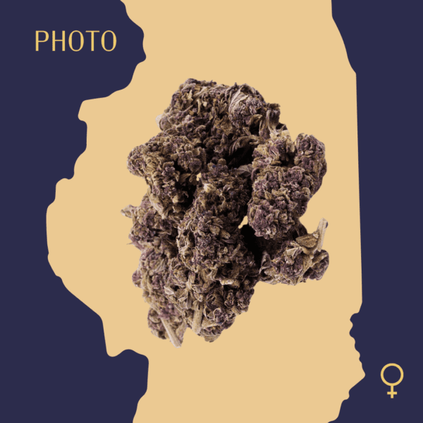 High Quality Feminized Sativa Photoperiod Purple Haze Cannabis Seeds Close Up min
