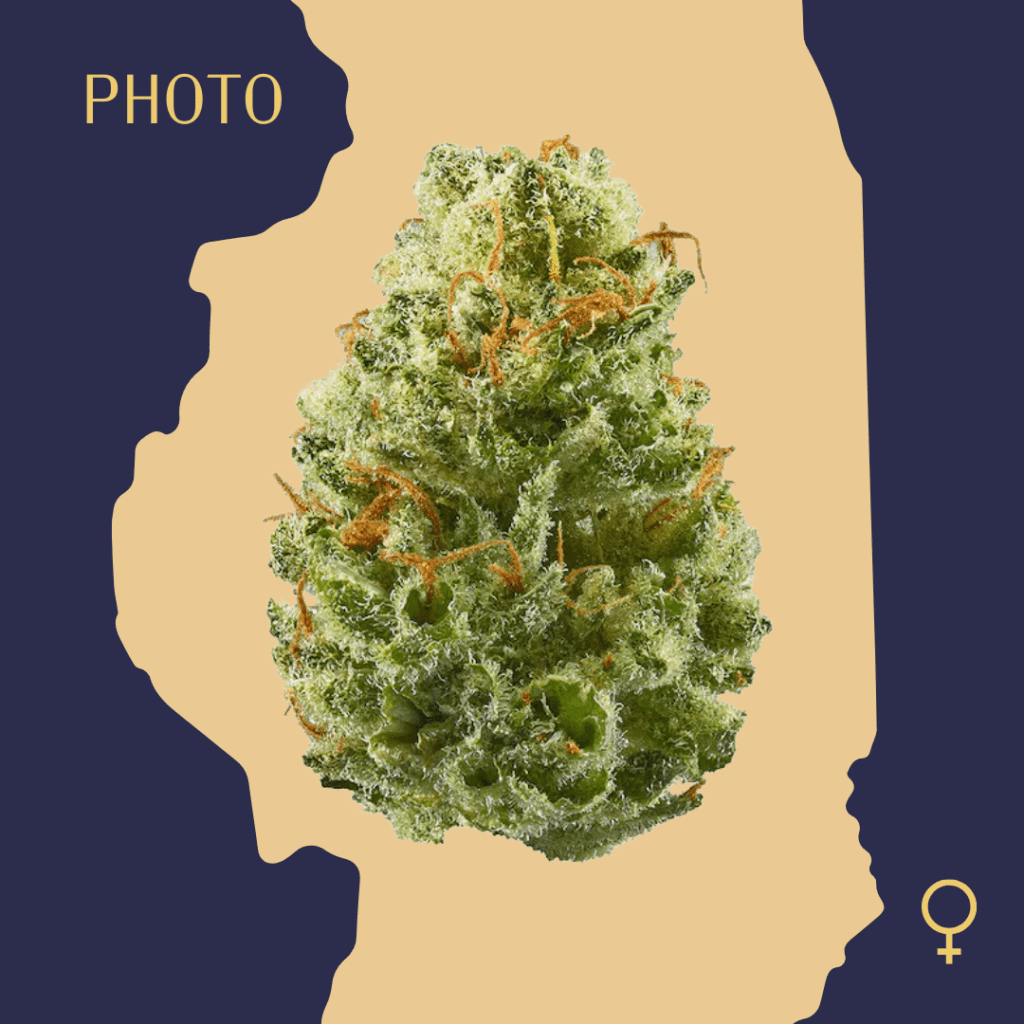 High Quality Feminized Sativa Photoperiod Strawberry Cough Cannabis Seeds Close Up min