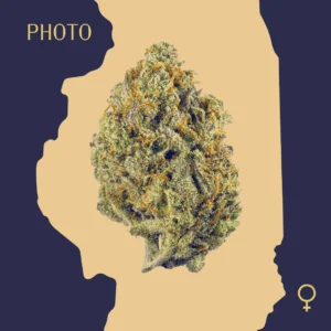 High Quality Feminized Sativa Photoperiod Super Lemon Haze Cannabis Seeds Close Up min