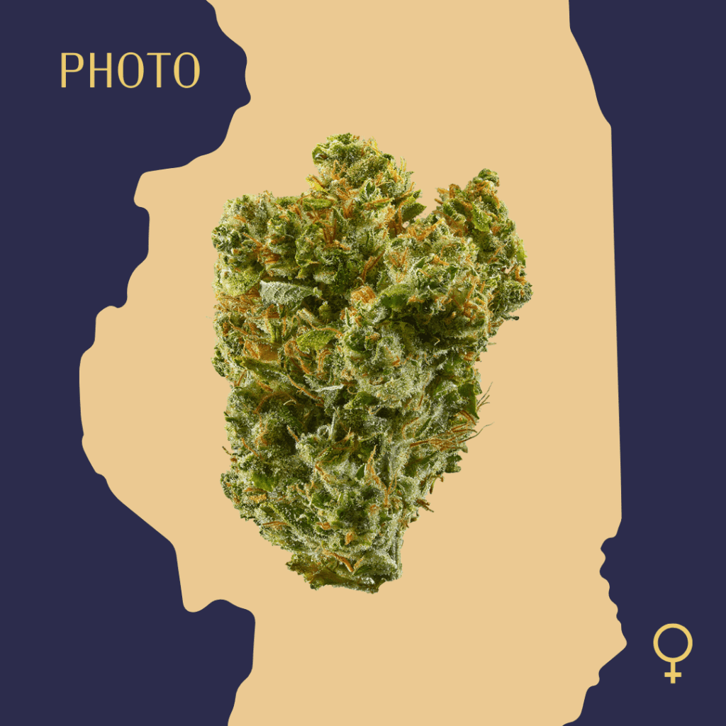 High Quality Feminized Sativa Photoperiod Super Silver Haze Cannabis Seeds Close Up min