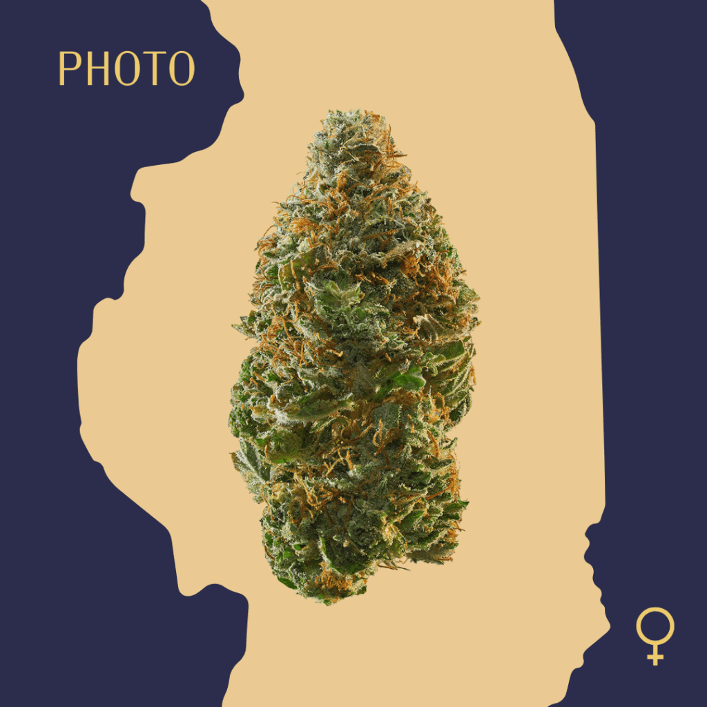 High Quality Feminized Sativa Photoperiod Trainwreck Cannabis Seeds Close Up min